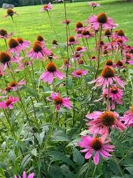 The Ferndale Garden Club's THINK SPRING Expo!